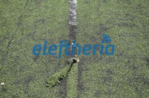 ghpedo loukareas 5725 4_result